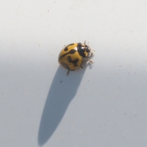 Coccinella transversalis at Hume, ACT - 11 Dec 2022