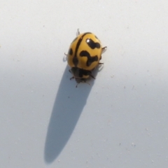 Coccinella transversalis at Hume, ACT - 11 Dec 2022