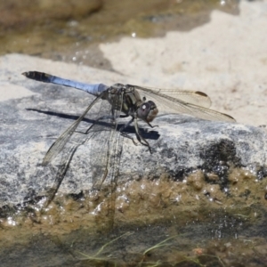 Orthetrum caledonicum at Hume, ACT - 11 Dec 2022 11:56 AM