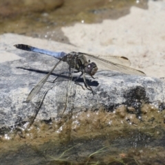 Orthetrum caledonicum (Blue Skimmer) at Hume, ACT - 11 Dec 2022 by RodDeb