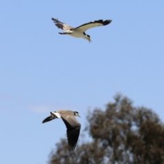Vanellus miles (Masked Lapwing) at Hume, ACT - 11 Dec 2022 by RodDeb