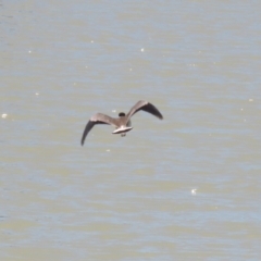 Vanellus miles at Hume, ACT - 11 Dec 2022