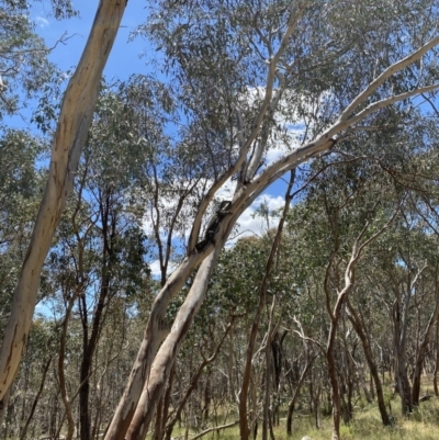 Varanus varius (Lace Monitor) at Glenroy, NSW - 10 Dec 2022 by Lizzie