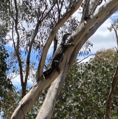 Varanus varius at Glenroy, NSW - 10 Dec 2022