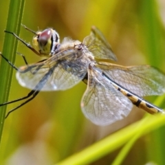 Hemicordulia tau (Tau Emerald) at Acton, ACT - 9 Dec 2022 by DonTaylor