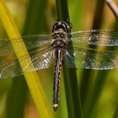 Hemicordulia tau at Acton, ACT - 9 Dec 2022