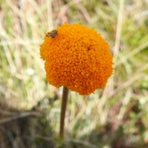 Craspedia aurantia var. aurantia at Cotter River, ACT - suppressed