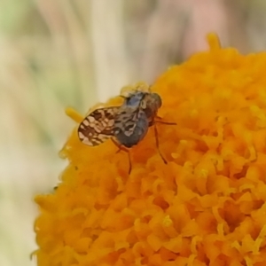 Craspedia aurantia var. aurantia at Cotter River, ACT - suppressed