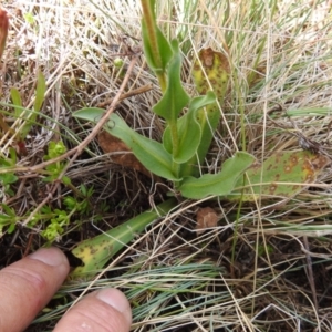 Craspedia aurantia var. aurantia at Cotter River, ACT - suppressed