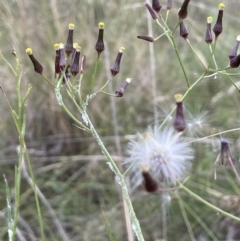 Senecio quadridentatus (Cotton Fireweed) at Mount Majura - 9 Dec 2022 by JaneR