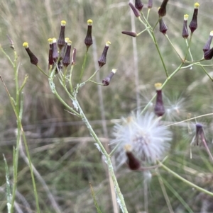 Senecio quadridentatus at Hackett, ACT - 9 Dec 2022