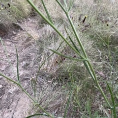 Senecio quadridentatus at Hackett, ACT - 9 Dec 2022