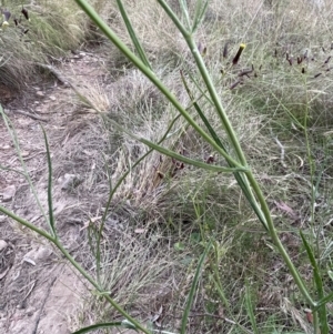 Senecio quadridentatus at Hackett, ACT - 9 Dec 2022