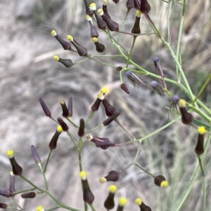 Senecio quadridentatus at Hackett, ACT - 9 Dec 2022