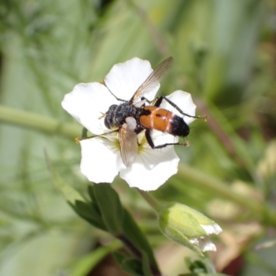 Cylindromyia sp. (genus) (Bristle fly) at Murrumbateman, NSW - 10 Dec 2022 by SimoneC