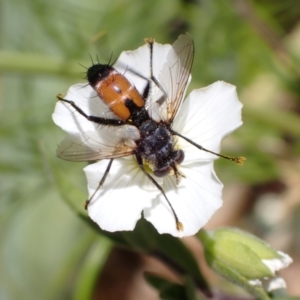 Cylindromyia sp. (genus) at Murrumbateman, NSW - 10 Dec 2022