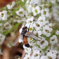 Cylindromyia sp. (genus) at Murrumbateman, NSW - 10 Dec 2022