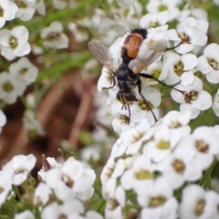 Cylindromyia sp. (genus) at Murrumbateman, NSW - 10 Dec 2022