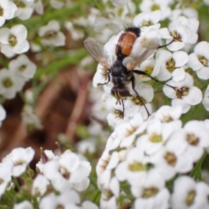 Cylindromyia sp. (genus) at Murrumbateman, NSW - 10 Dec 2022