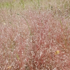 Aira elegantissima (Delicate Hairgrass) at Rugosa - 1 Dec 2022 by SenexRugosus