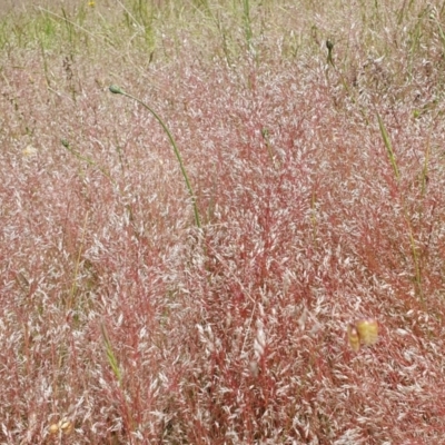 Aira elegantissima (Delicate Hairgrass) at Rugosa - 1 Dec 2022 by SenexRugosus