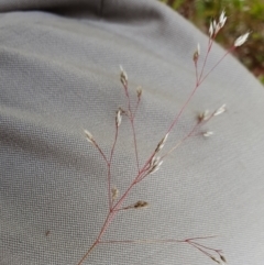 Aira elegantissima at Yass River, NSW - 1 Dec 2022 03:26 PM