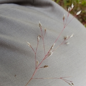 Aira elegantissima at Yass River, NSW - 1 Dec 2022