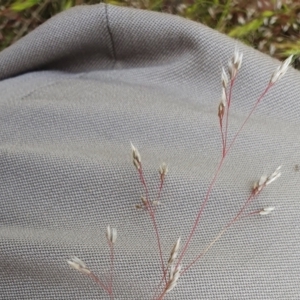 Aira elegantissima at Yass River, NSW - 1 Dec 2022 03:26 PM