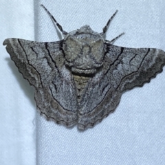 Hypobapta (genus) (A Geometer moth) at Jerrabomberra, NSW - 10 Dec 2022 by SteveBorkowskis