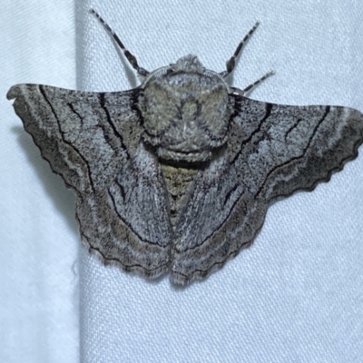 Hypobapta (genus) (A Geometer moth) at Jerrabomberra, NSW - 10 Dec 2022 by Steve_Bok