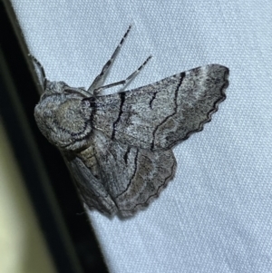 Hypobapta (genus) at Jerrabomberra, NSW - 10 Dec 2022