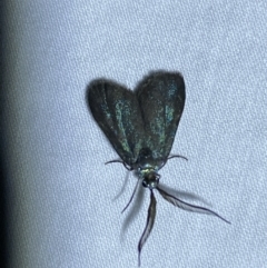 Pollanisus (genus) (A Forester Moth) at Jerrabomberra, NSW - 10 Dec 2022 by Steve_Bok