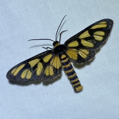 Amata (genus) (Handmaiden Moth) at Jerrabomberra, NSW - 10 Dec 2022 by Steve_Bok