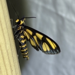 Amata (genus) at Jerrabomberra, NSW - 10 Dec 2022