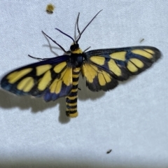 Amata (genus) at Jerrabomberra, NSW - 10 Dec 2022