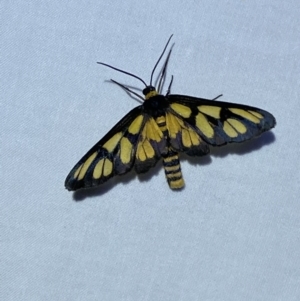 Amata (genus) at Jerrabomberra, NSW - 10 Dec 2022