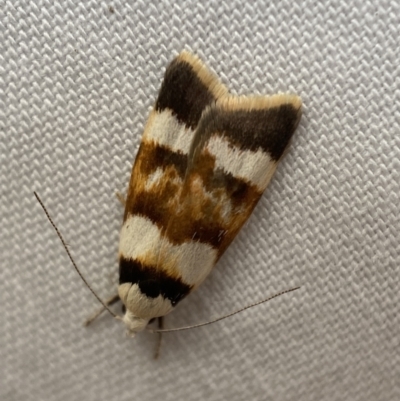Catacometes phanozona (A Concealer moth (Wingia group)) at Jerrabomberra, NSW - 11 Dec 2022 by SteveBorkowskis