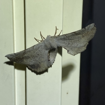 Circopetes obtusata (Grey Twisted Moth) at QPRC LGA - 10 Dec 2022 by Steve_Bok