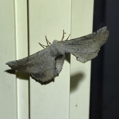 Circopetes obtusata (Grey Twisted Moth) at Jerrabomberra, NSW - 11 Dec 2022 by SteveBorkowskis