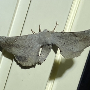 Circopetes obtusata at Jerrabomberra, NSW - suppressed