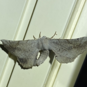 Circopetes obtusata at Jerrabomberra, NSW - suppressed