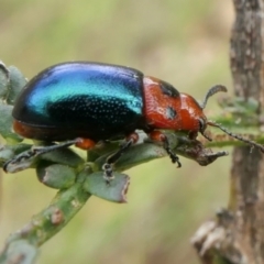 Calomela moorei (Acacia Leaf Beetle) at Rugosa - 11 Dec 2022 by SenexRugosus