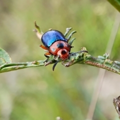 Calomela moorei at Yass River, NSW - 11 Dec 2022