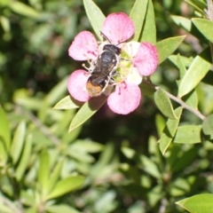 Megachile heliophila at Murrumbateman, NSW - 9 Dec 2022 by SimoneC