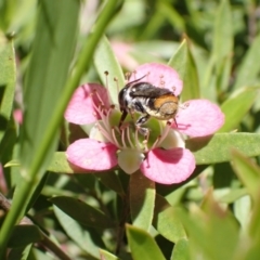 Megachile heliophila at Murrumbateman, NSW - 9 Dec 2022 12:53 PM