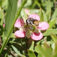 Megachile heliophila at Murrumbateman, NSW - 9 Dec 2022