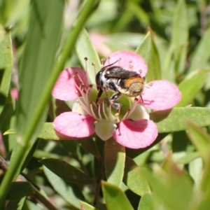 Megachile heliophila at Murrumbateman, NSW - 9 Dec 2022