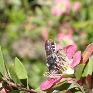 Megachile heliophila at Murrumbateman, NSW - 9 Dec 2022 12:53 PM