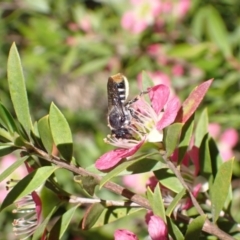 Megachile heliophila at Murrumbateman, NSW - 9 Dec 2022 12:53 PM