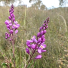 Comesperma ericinum (Heath Milkwort) at Rugosa - 11 Dec 2022 by SenexRugosus